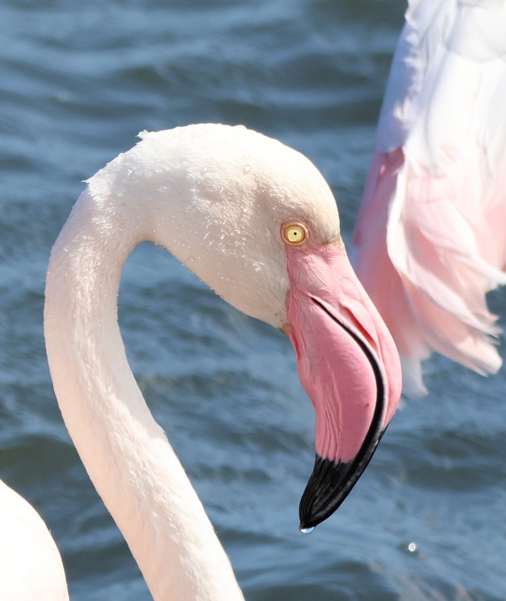 Greater Flamingo - ML611564103