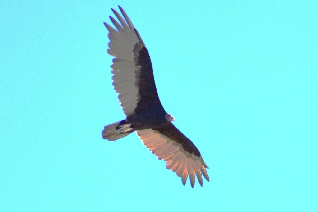 Turkey Vulture - ML611564138