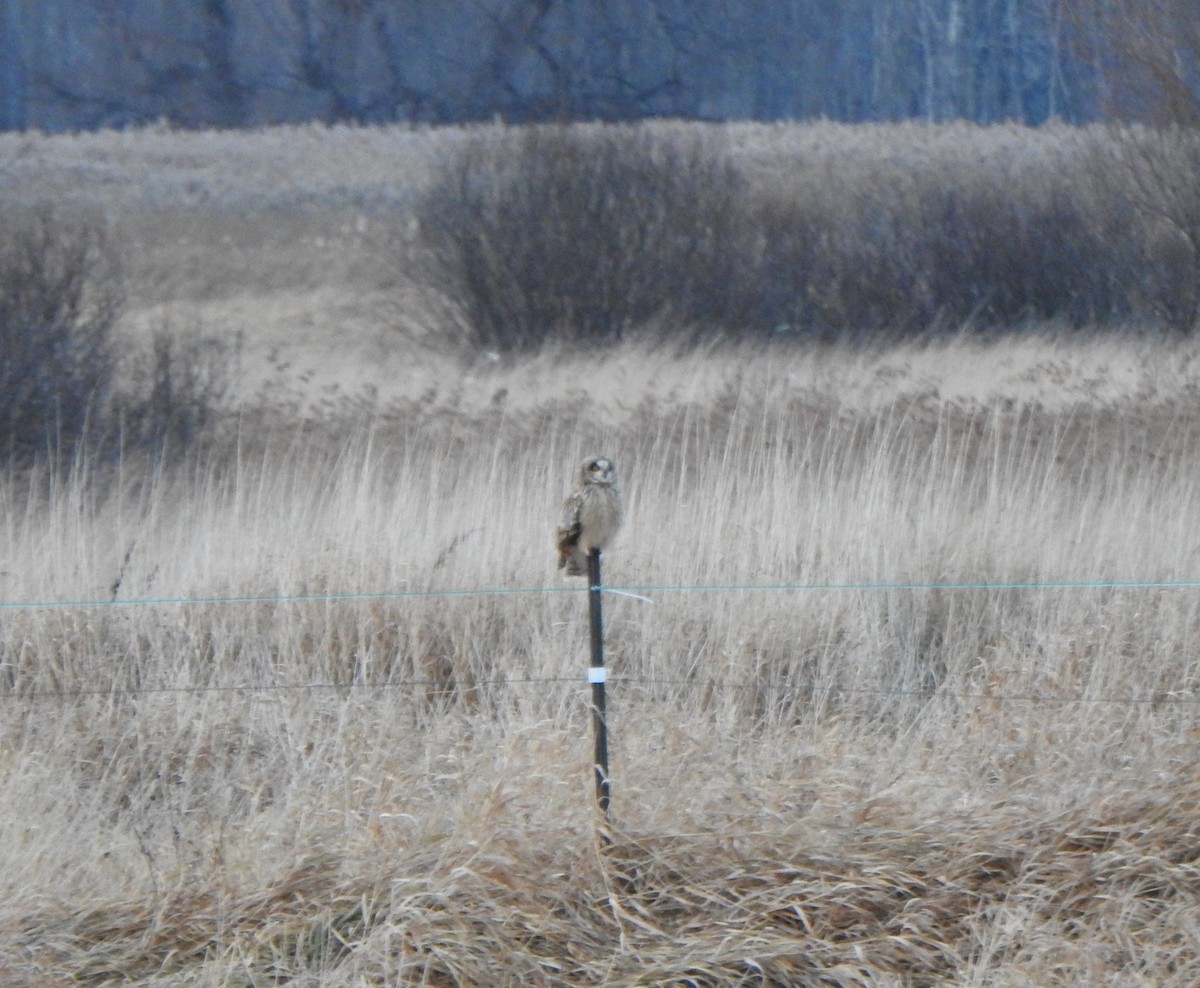 Short-eared Owl - ML611564830