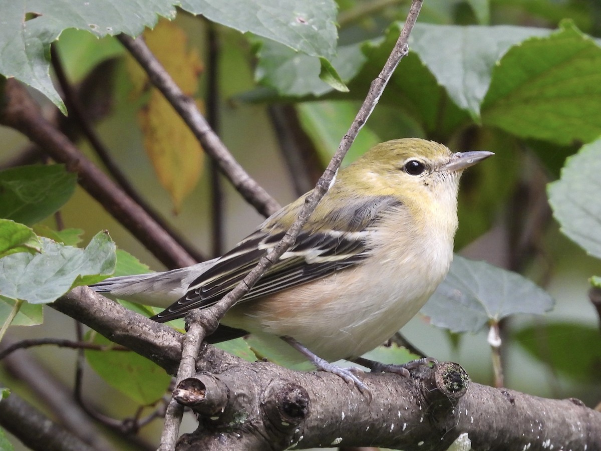 Bay-breasted Warbler - ML611565127