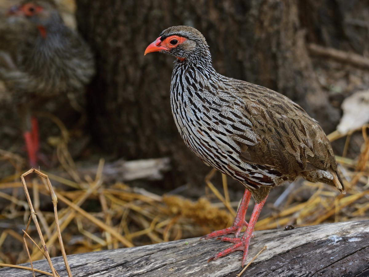 Red-necked Spurfowl - Ad Konings