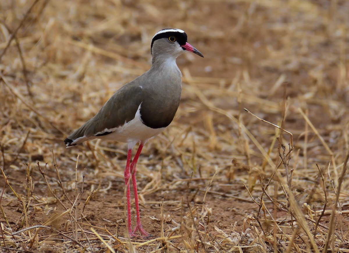 Crowned Lapwing - ML611565155