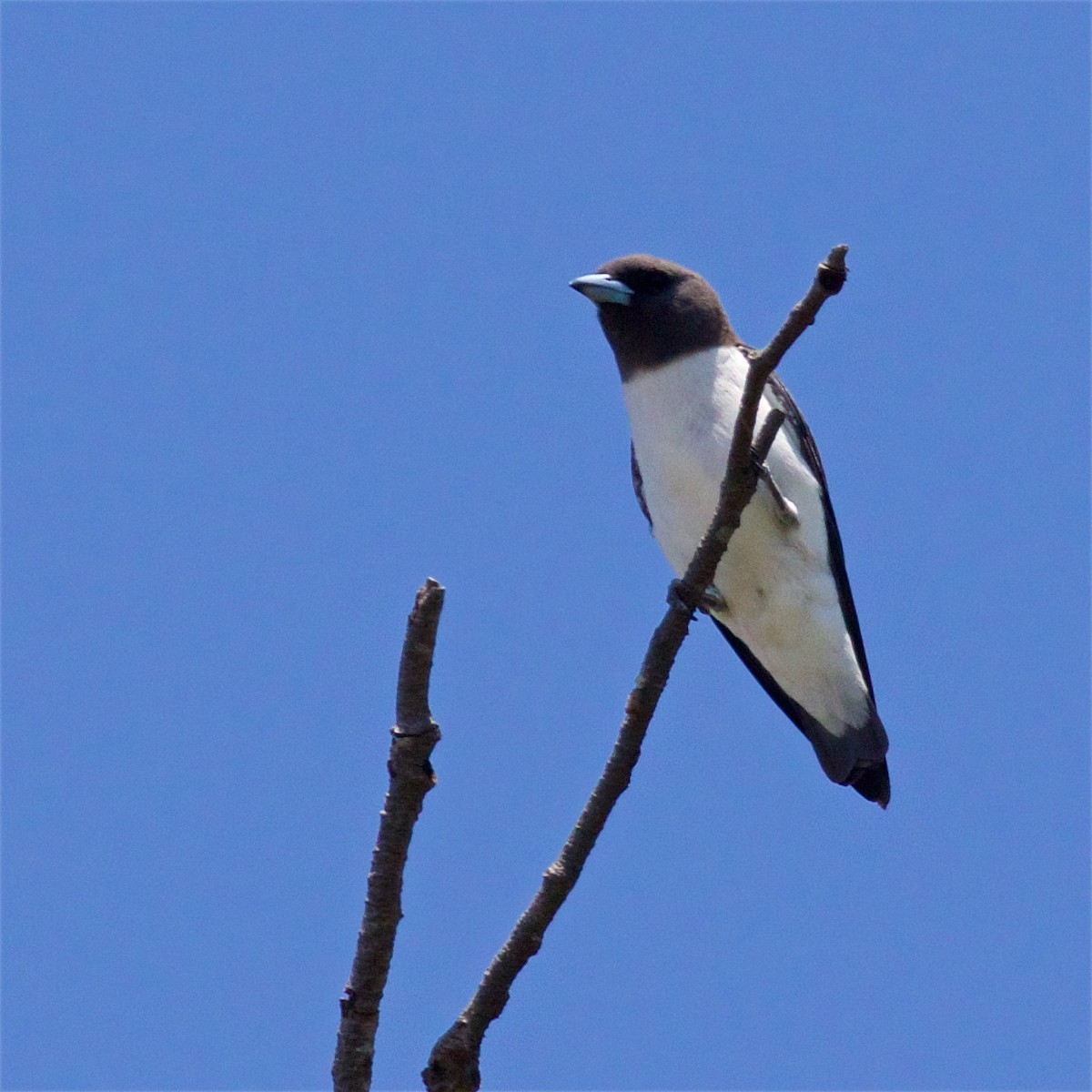 White-breasted Woodswallow - Ed Harper