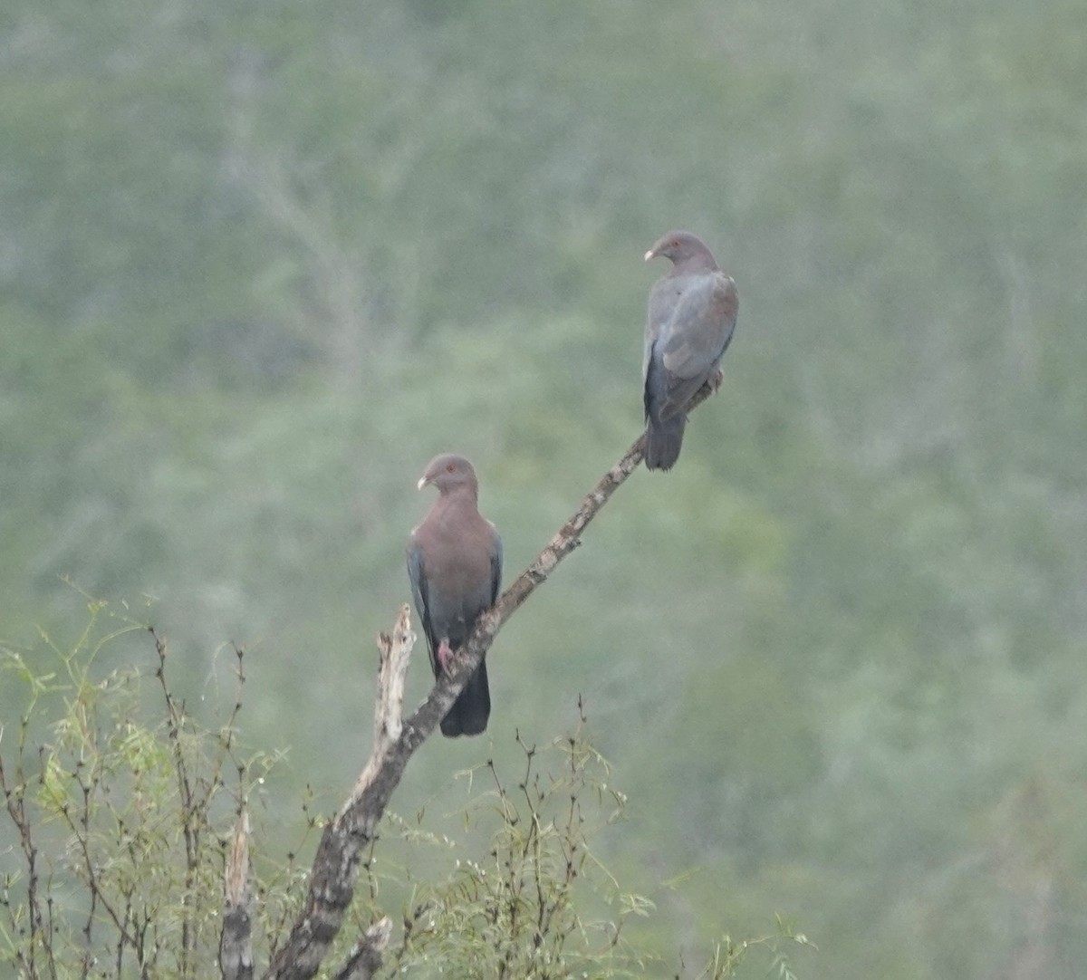 Ebird Checklist Nov Santa Margarita Ranch Ltc Starr