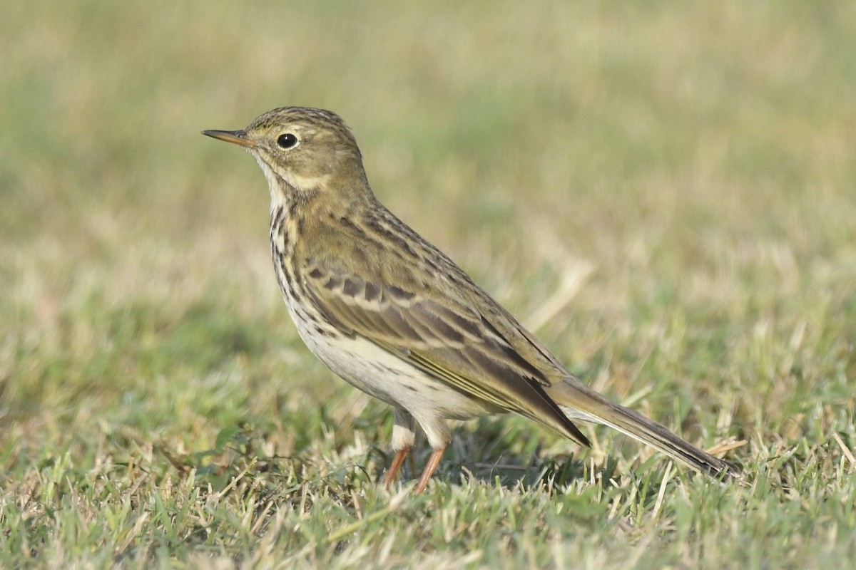 Meadow Pipit - ML611565521