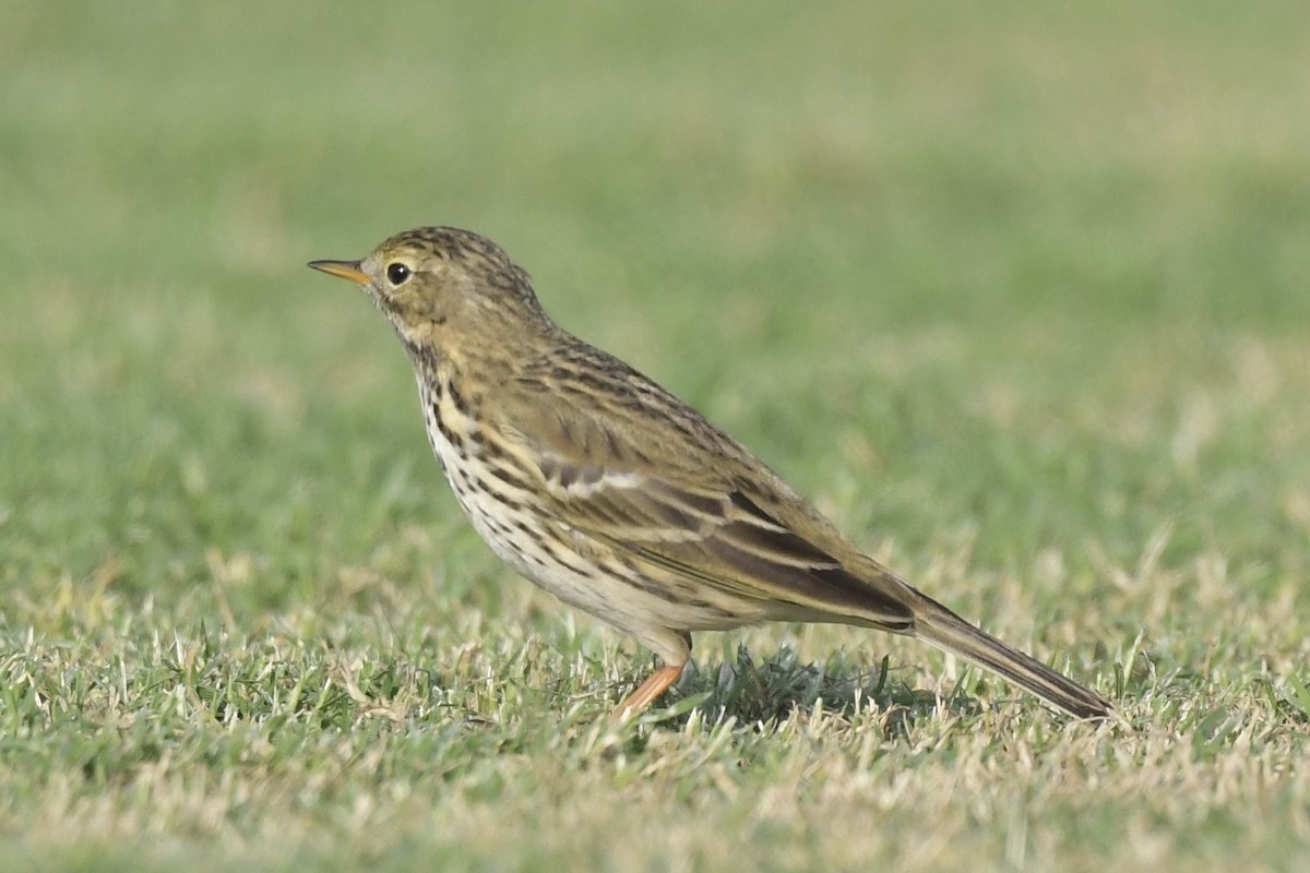 Meadow Pipit - ML611565524