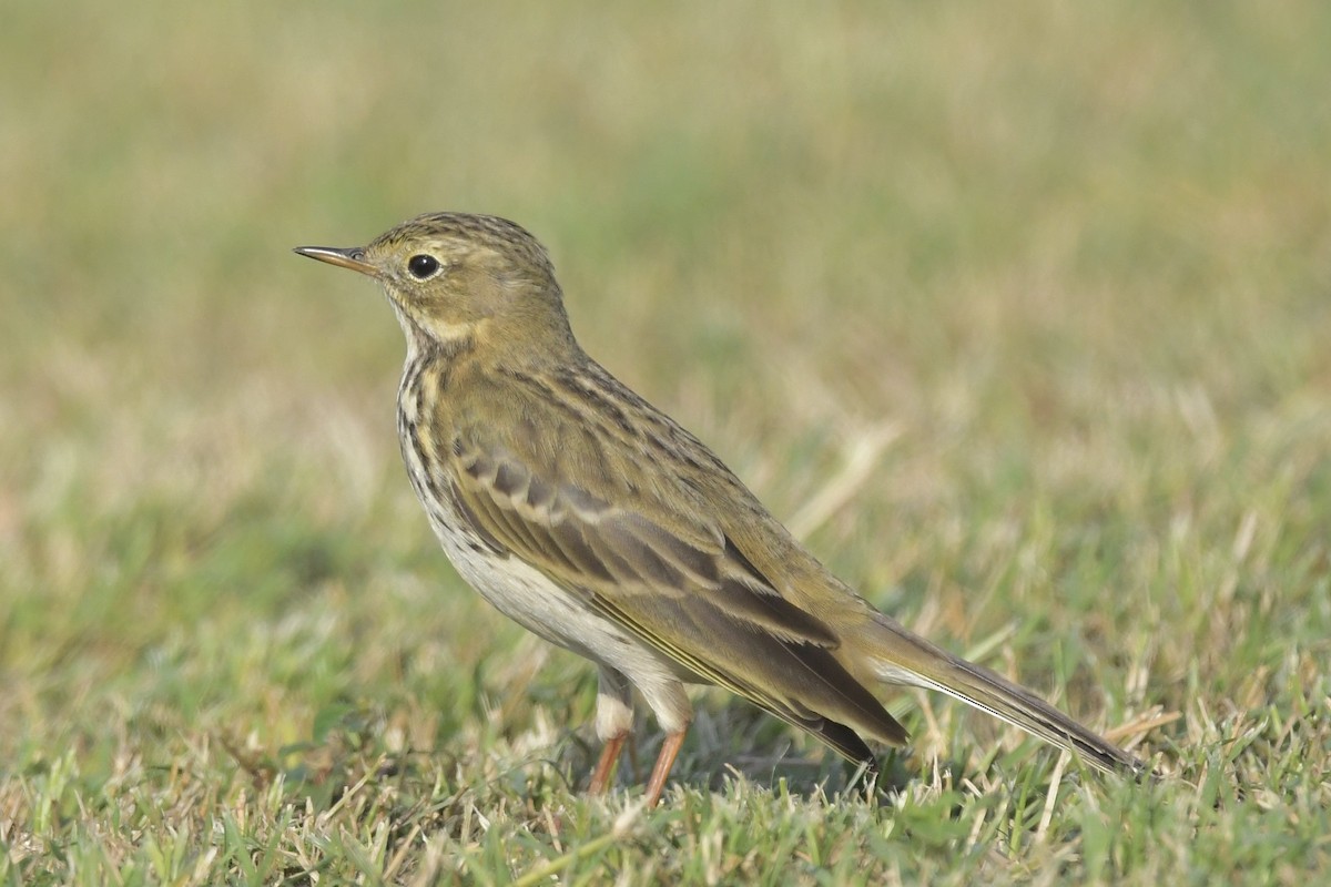 Meadow Pipit - ML611565525