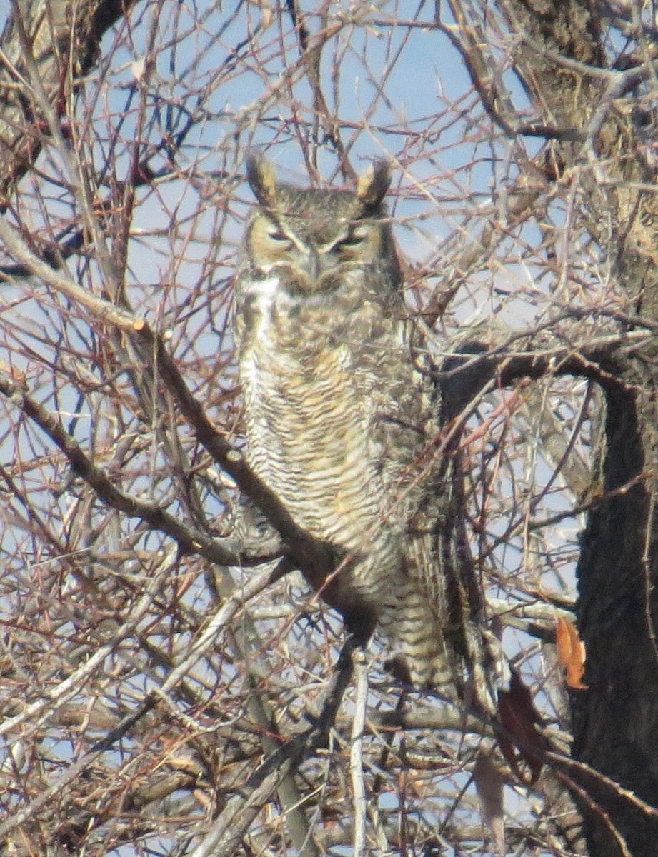 Great Horned Owl - ML611565805