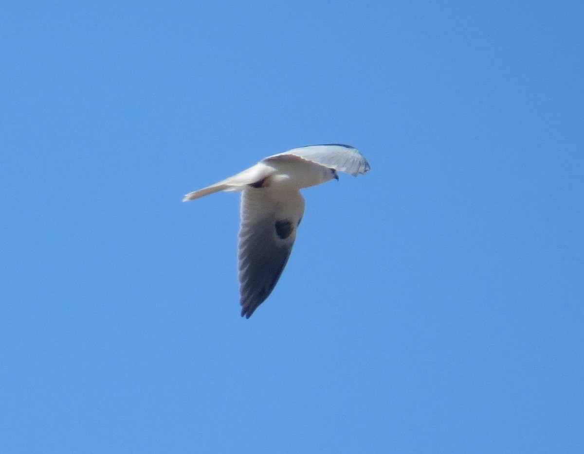 White-tailed Kite - ML611565879