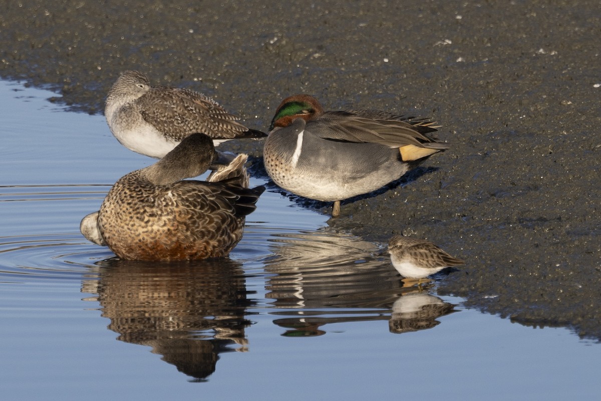 Green-winged Teal - ML611566135