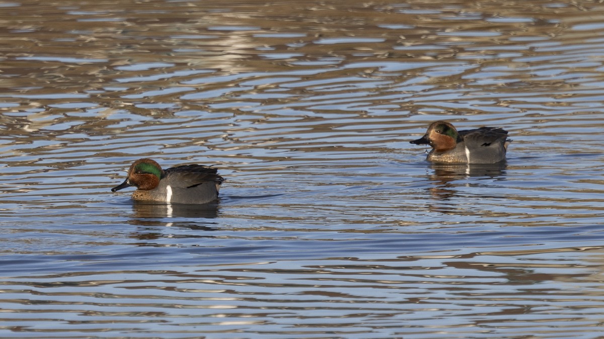 Green-winged Teal - ML611566136