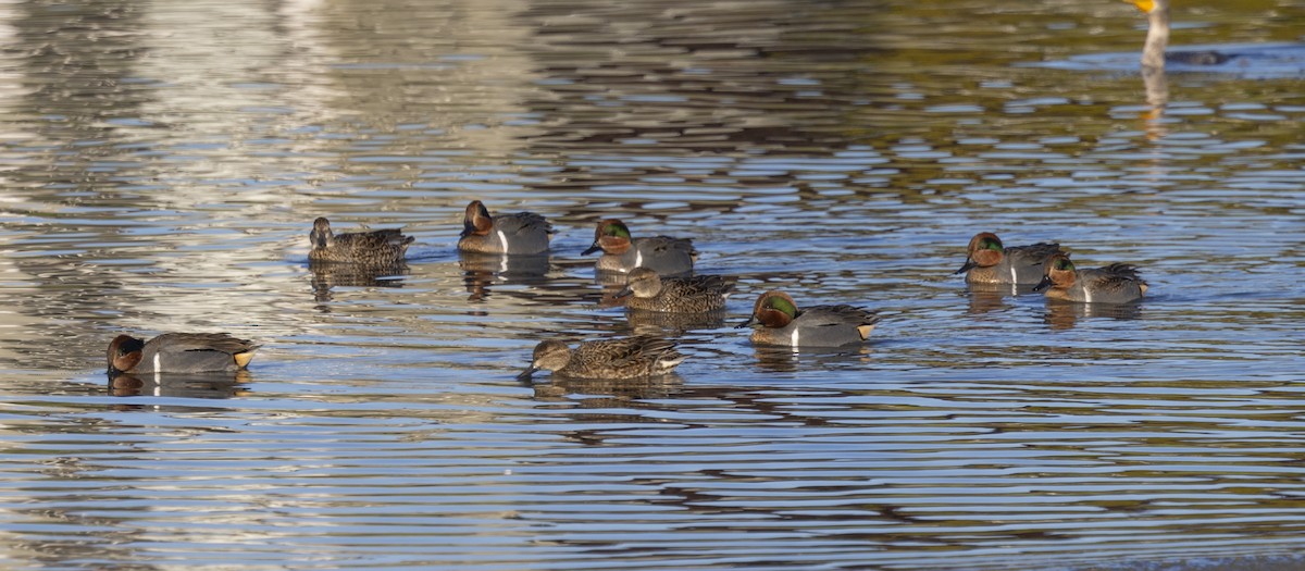 Green-winged Teal - ML611566138