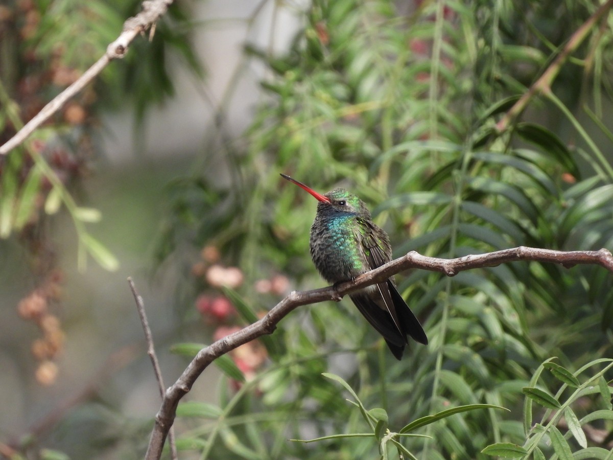 Broad-billed Hummingbird - ML611566344