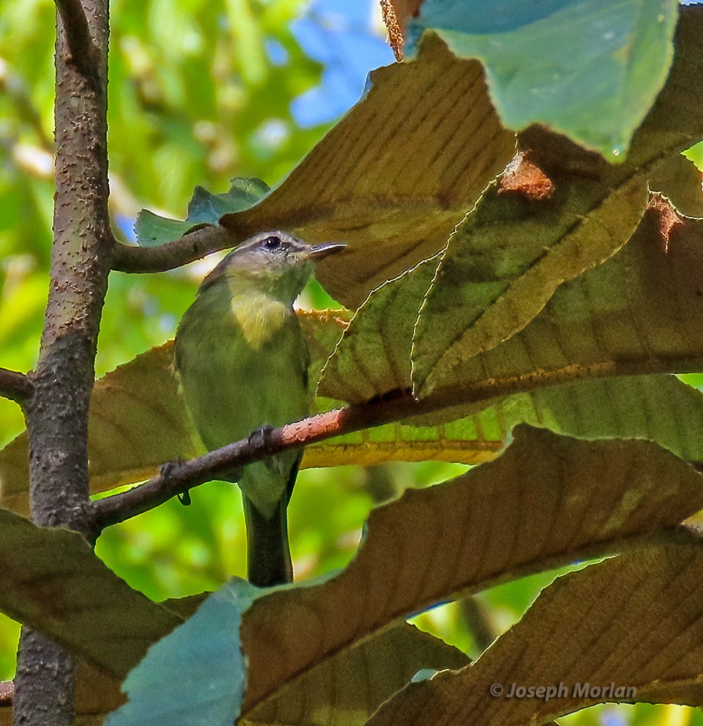 Island Leaf Warbler (Seram) - Joseph Morlan