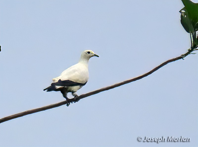 Pied Imperial-Pigeon - ML611566421