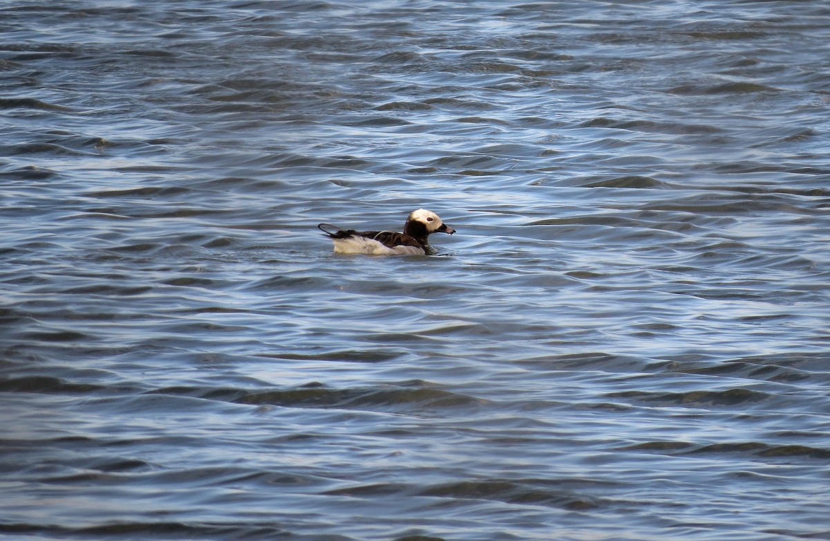 Long-tailed Duck - ML611566525
