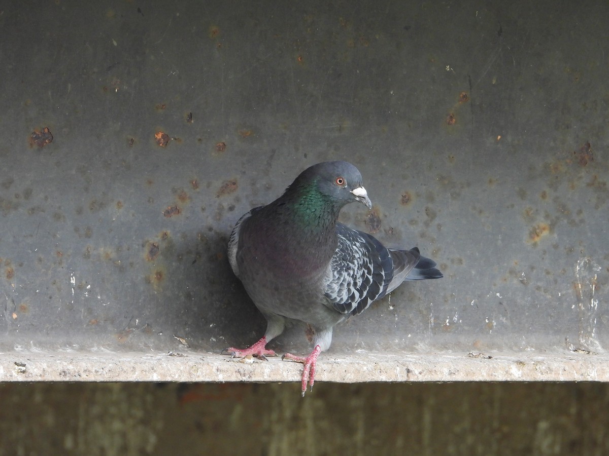 Rock Pigeon (Feral Pigeon) - ML611566840
