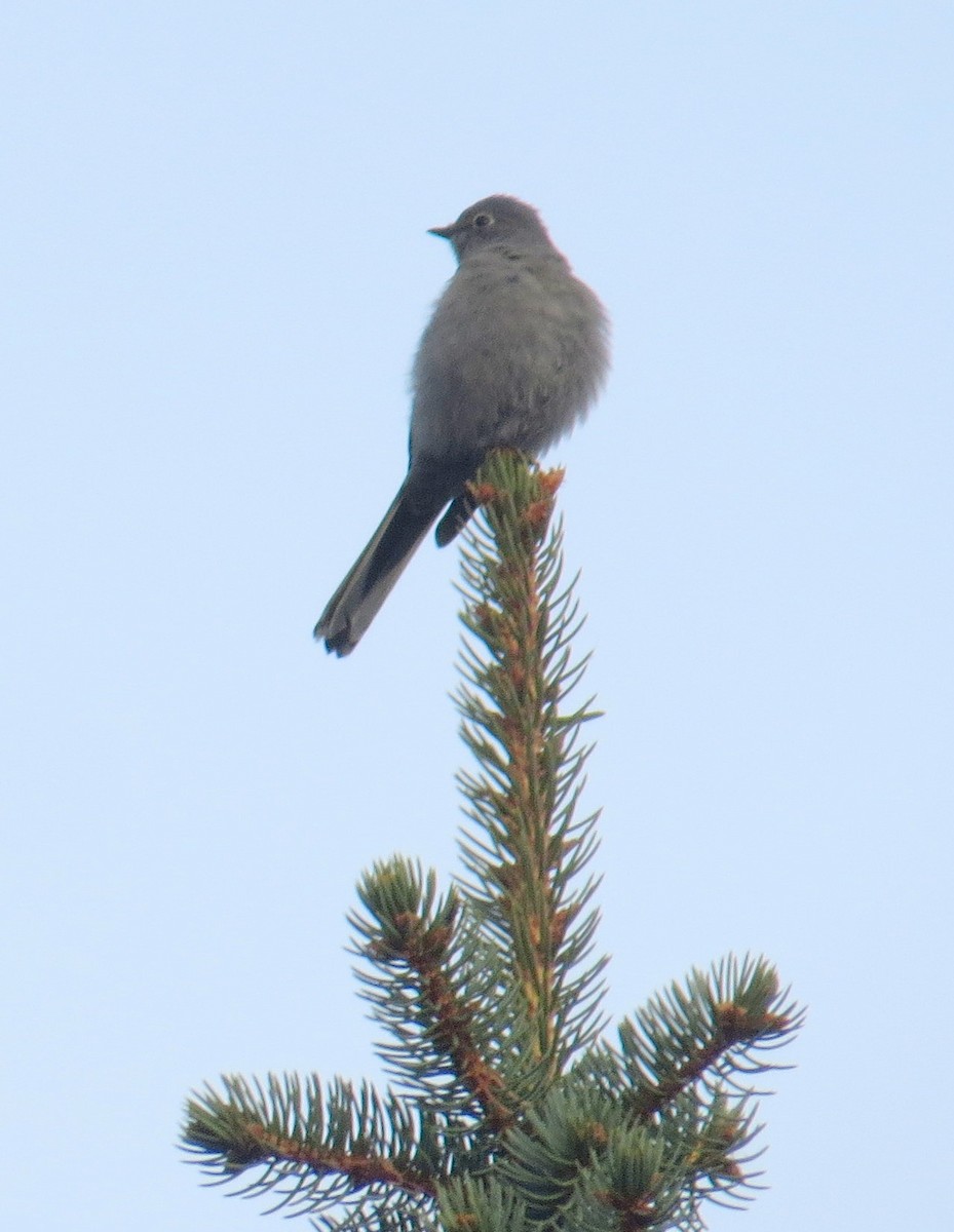 Townsend's Solitaire - ML611567099
