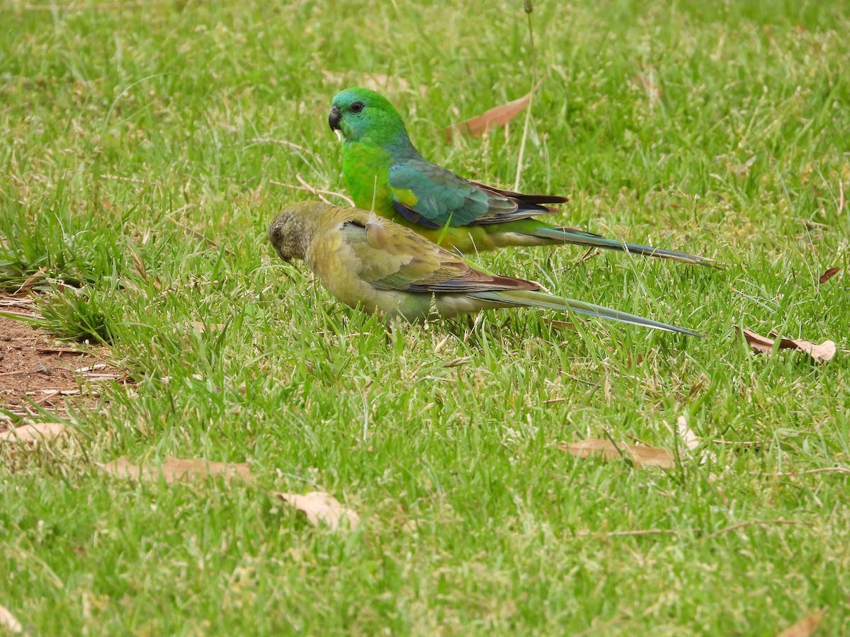 Red-rumped Parrot - ML611567176