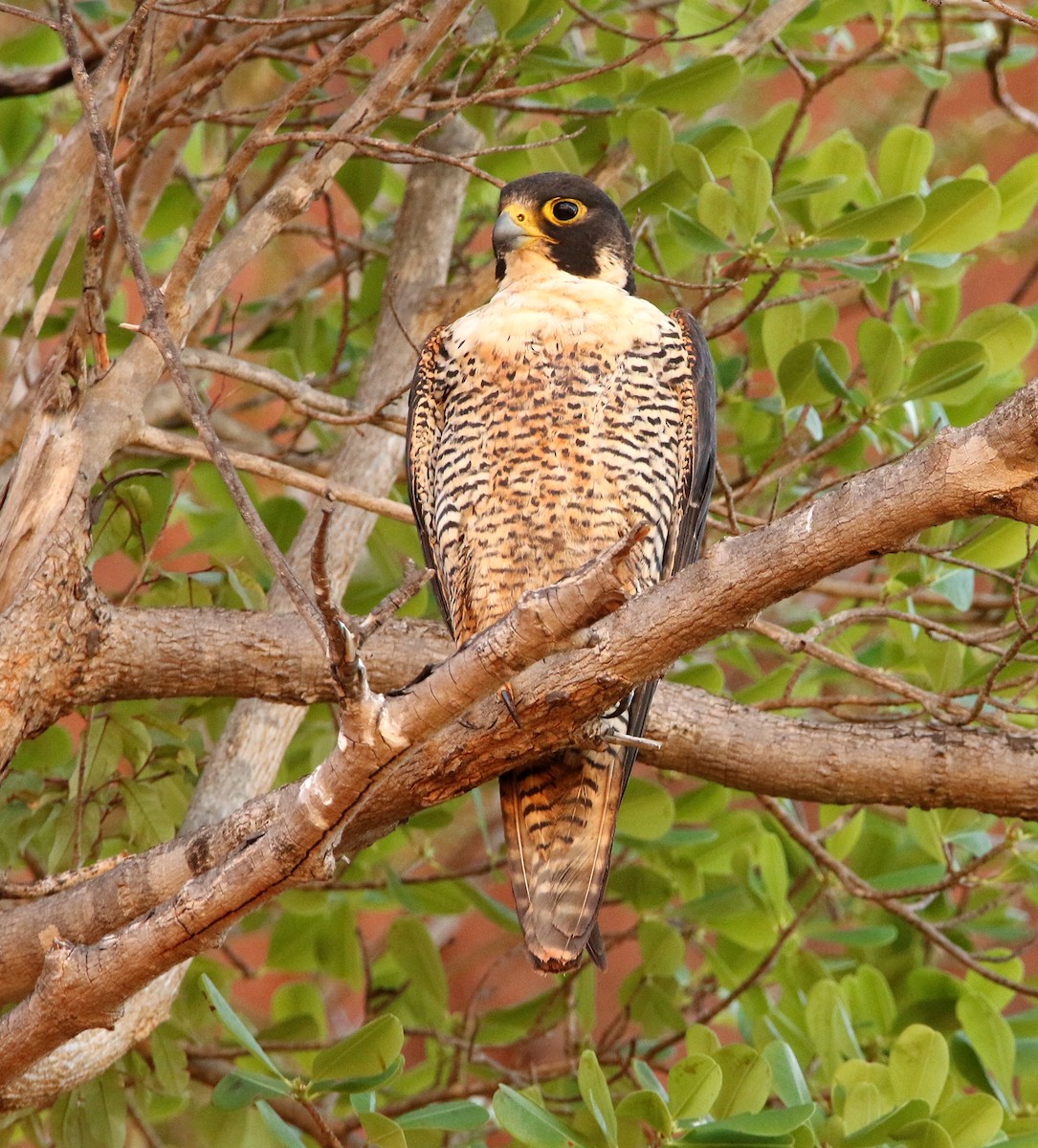 Peregrine Falcon (Malagasy) - ML611567306