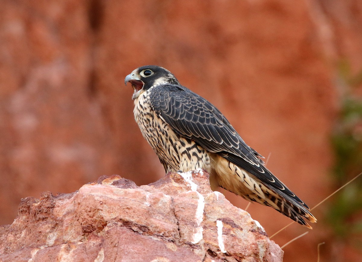 Peregrine Falcon (Malagasy) - ML611567308