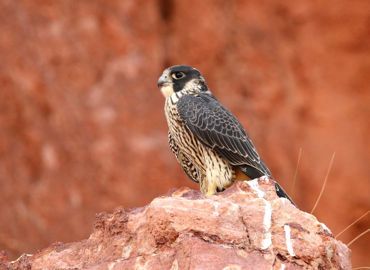 Peregrine Falcon (Malagasy) - ML611567316