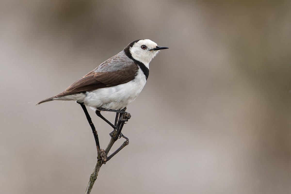 White-fronted Chat - ML611567557