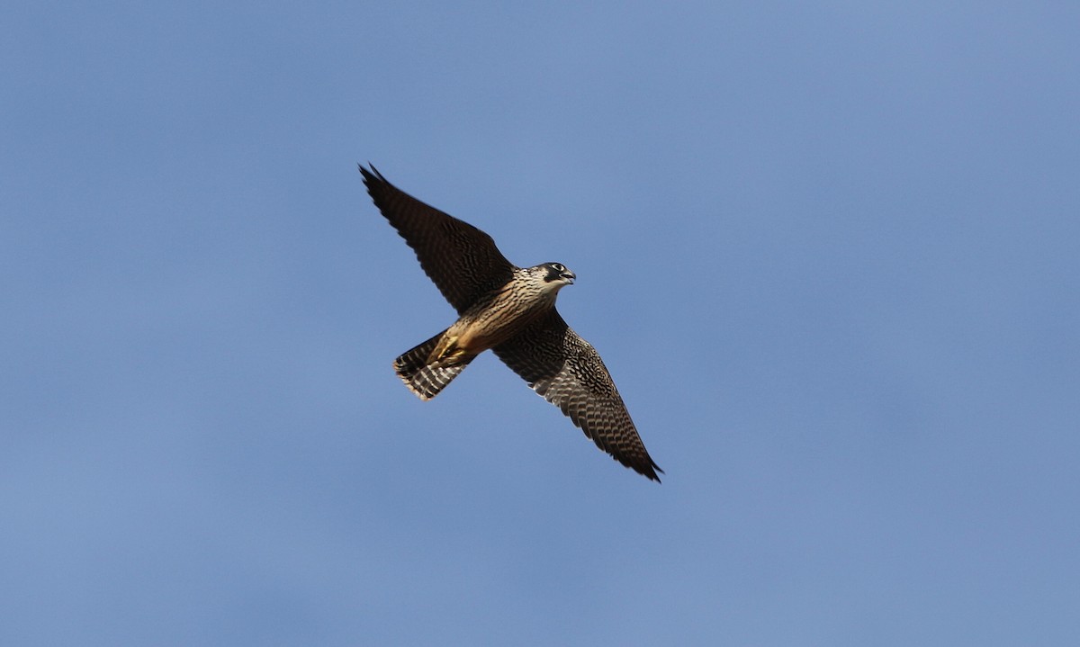 Peregrine Falcon (Malagasy) - ML611567769