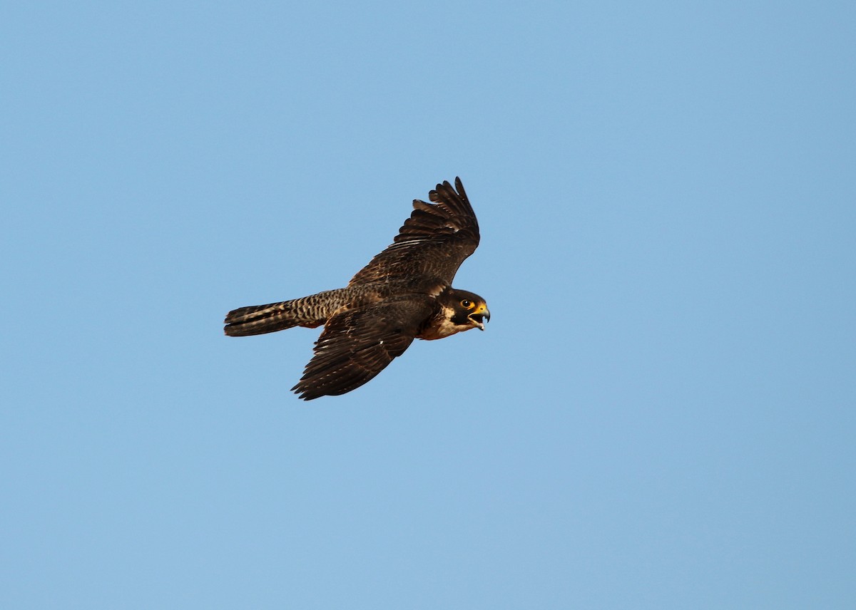 Peregrine Falcon (Malagasy) - ML611567774