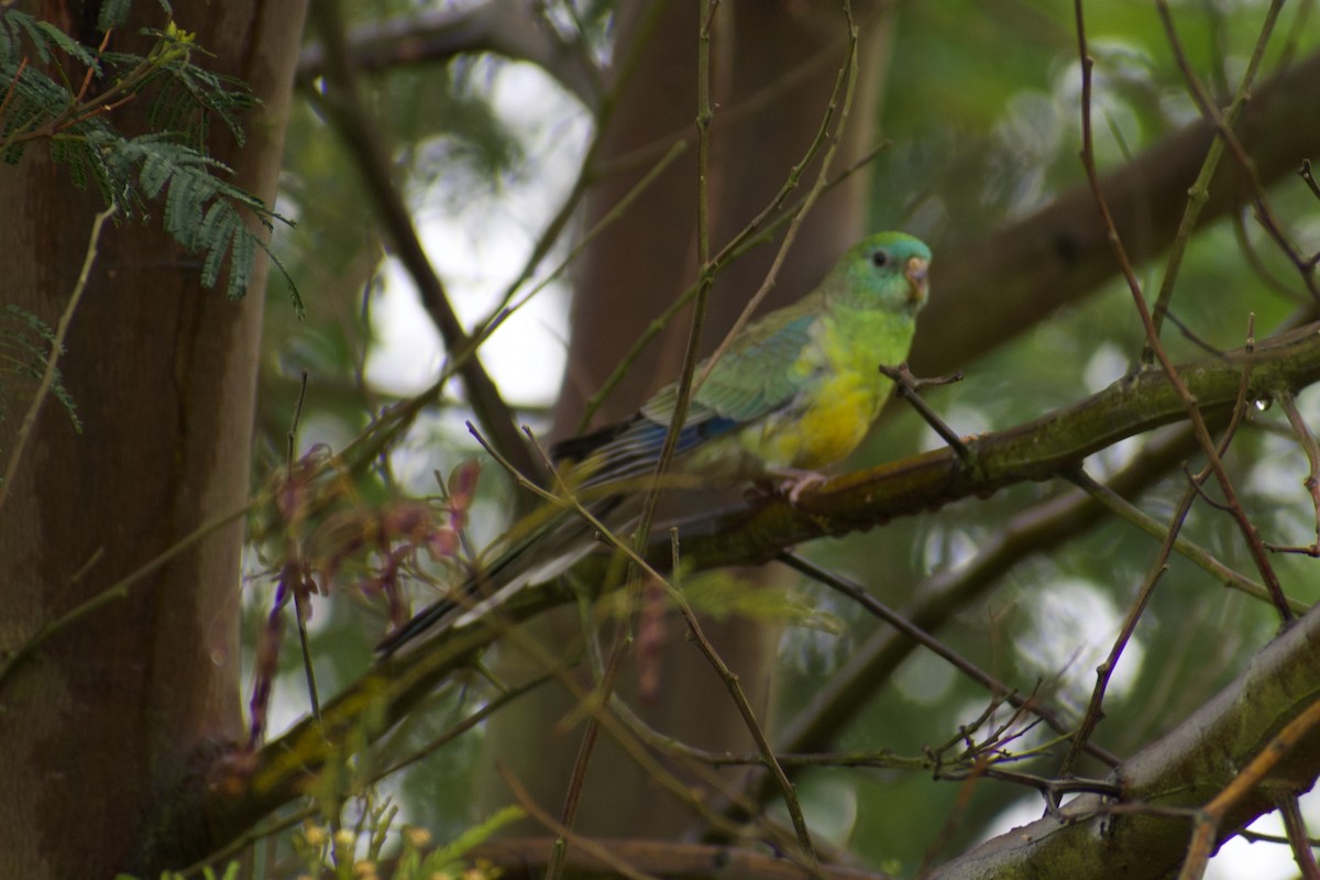 Red-rumped Parrot - Lance Rathbone