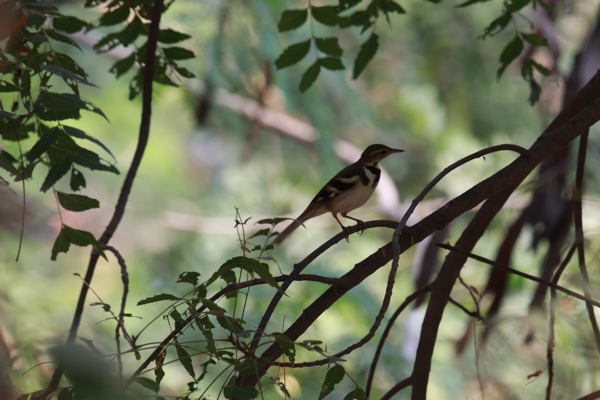 Forest Wagtail - ML611568375