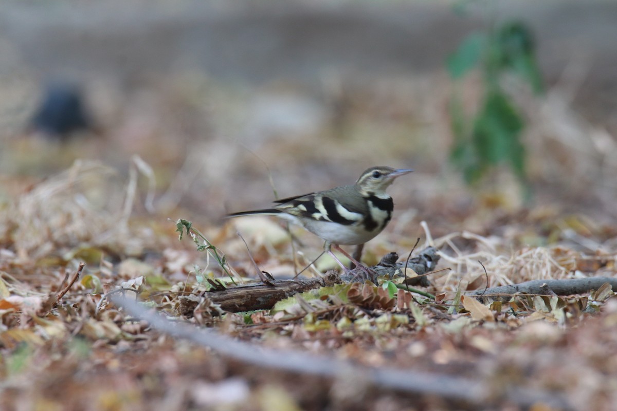 Forest Wagtail - ML611568376