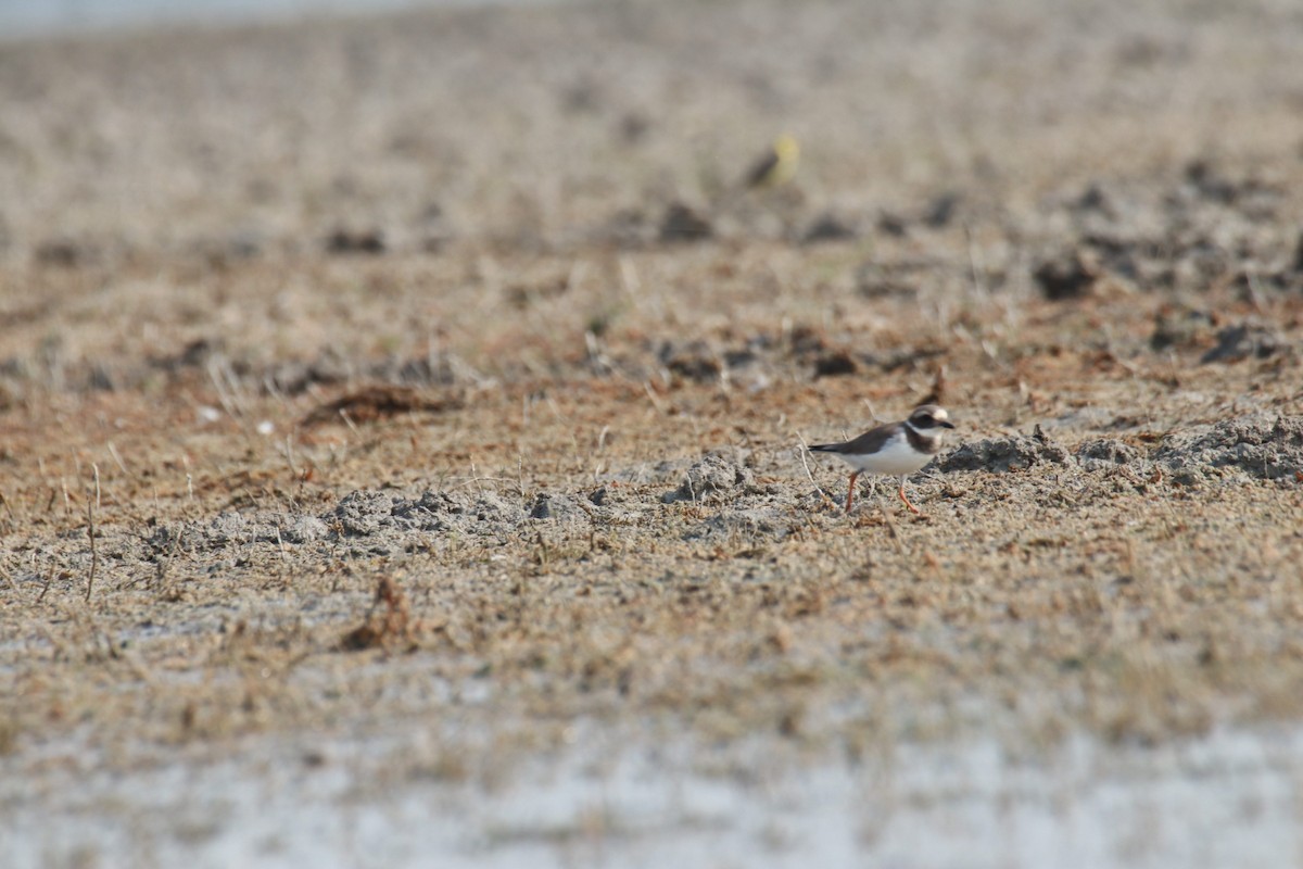 Common Ringed Plover - ML611568393