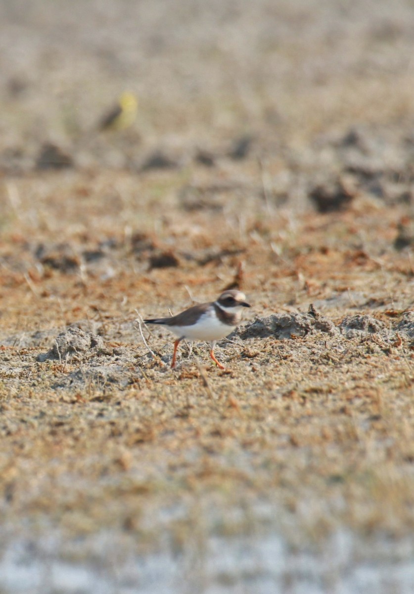 Common Ringed Plover - ML611568418
