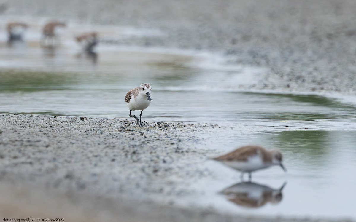 Spoon-billed Sandpiper - ML611568451