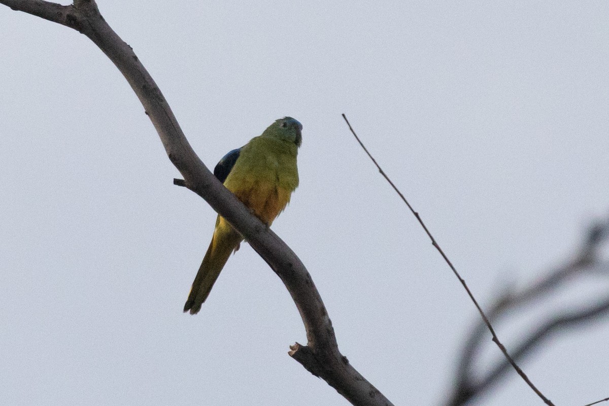 Turquoise Parrot - ML611568818
