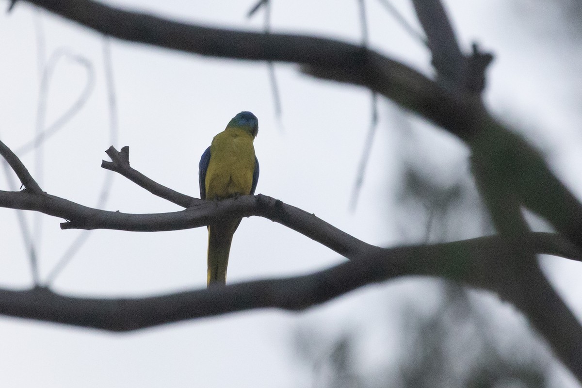Turquoise Parrot - ML611568819
