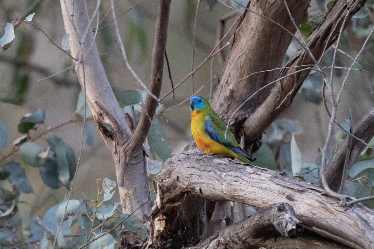 Turquoise Parrot - ML611568842