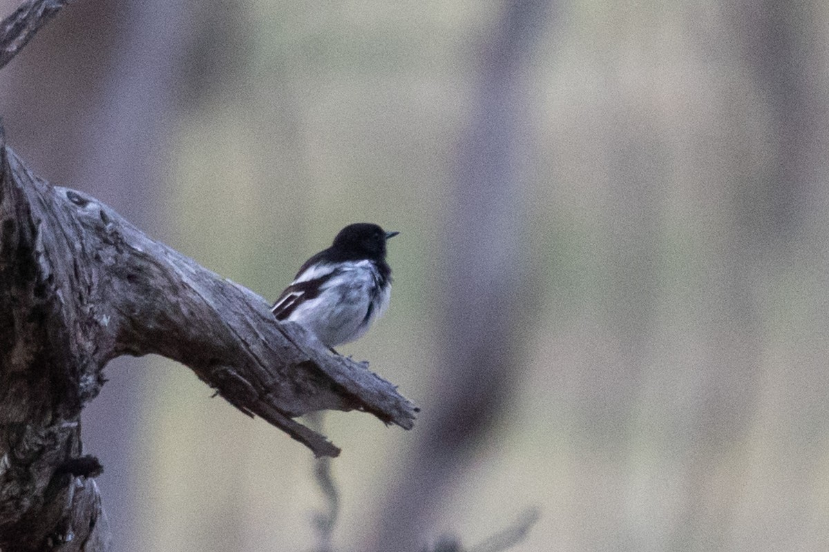 Hooded Robin - ML611568850