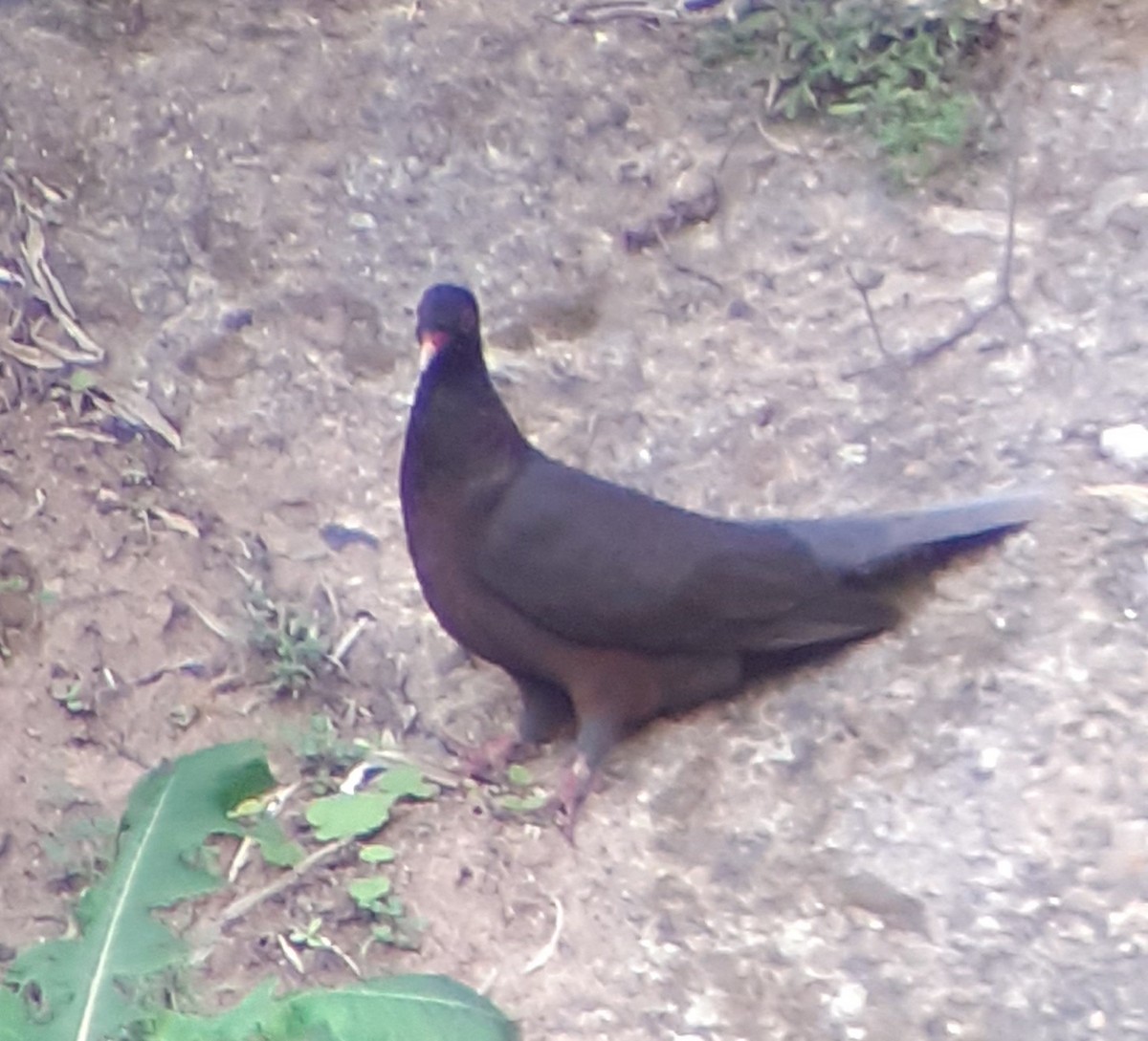 Pigeon des lauriers - ML611569001