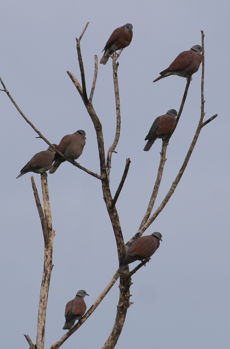 Red Collared-Dove - ML611569128