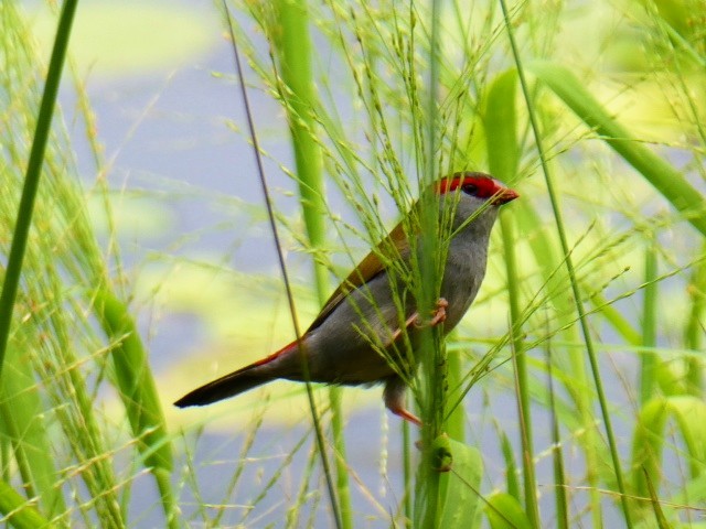 Red-browed Firetail - ML611569158