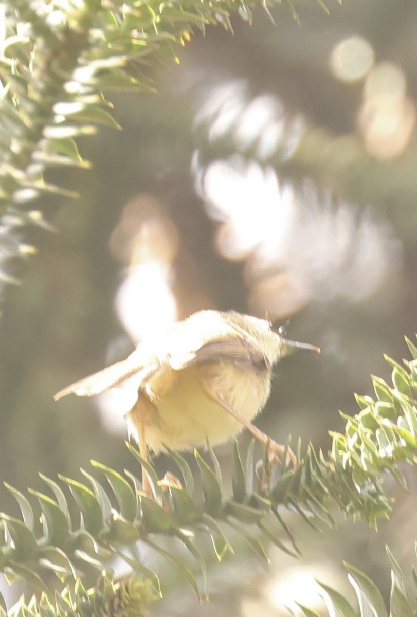 Tawny-flanked Prinia - ML611569209