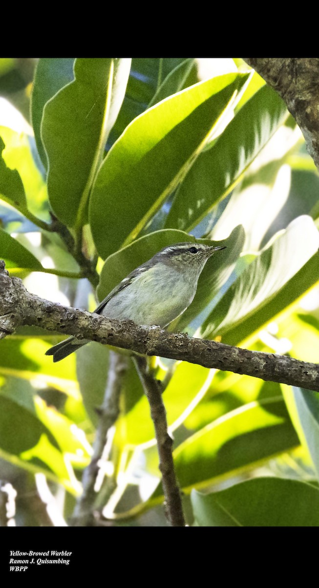 Yellow-browed Warbler - ML611569301