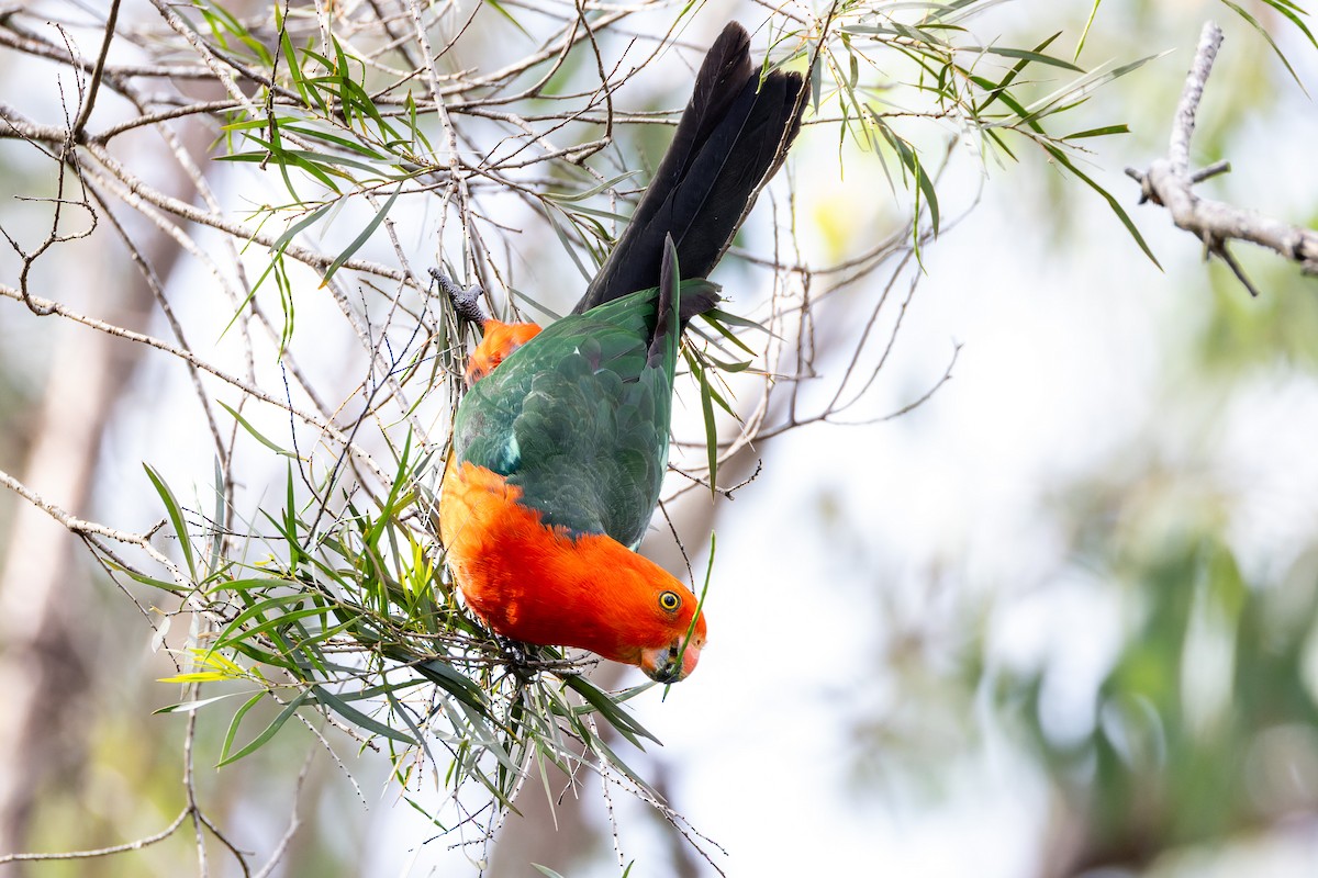 Avustralya Kral Papağanı - ML611569342