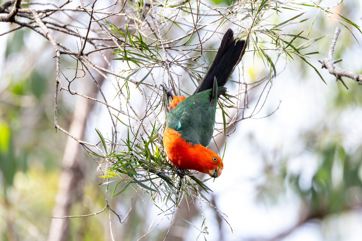 Avustralya Kral Papağanı - ML611569343
