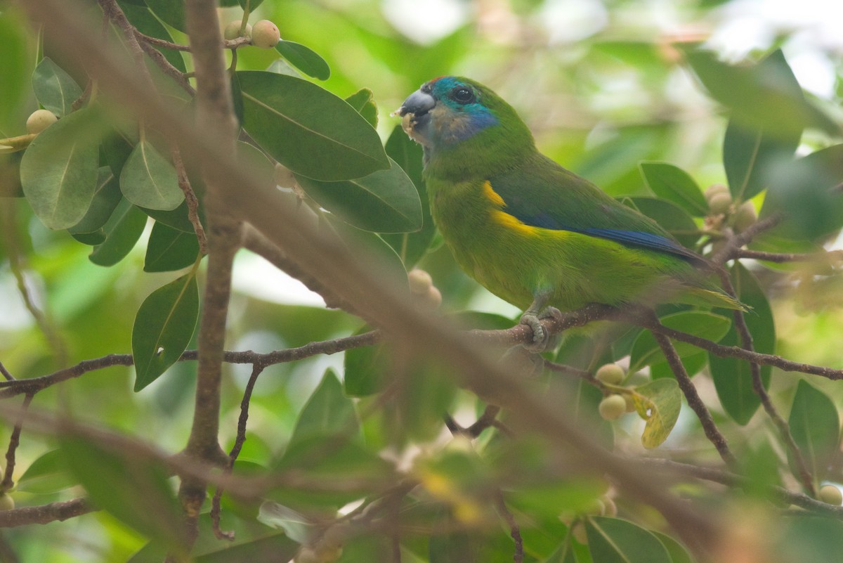 Double-eyed Fig-Parrot - ML611569551