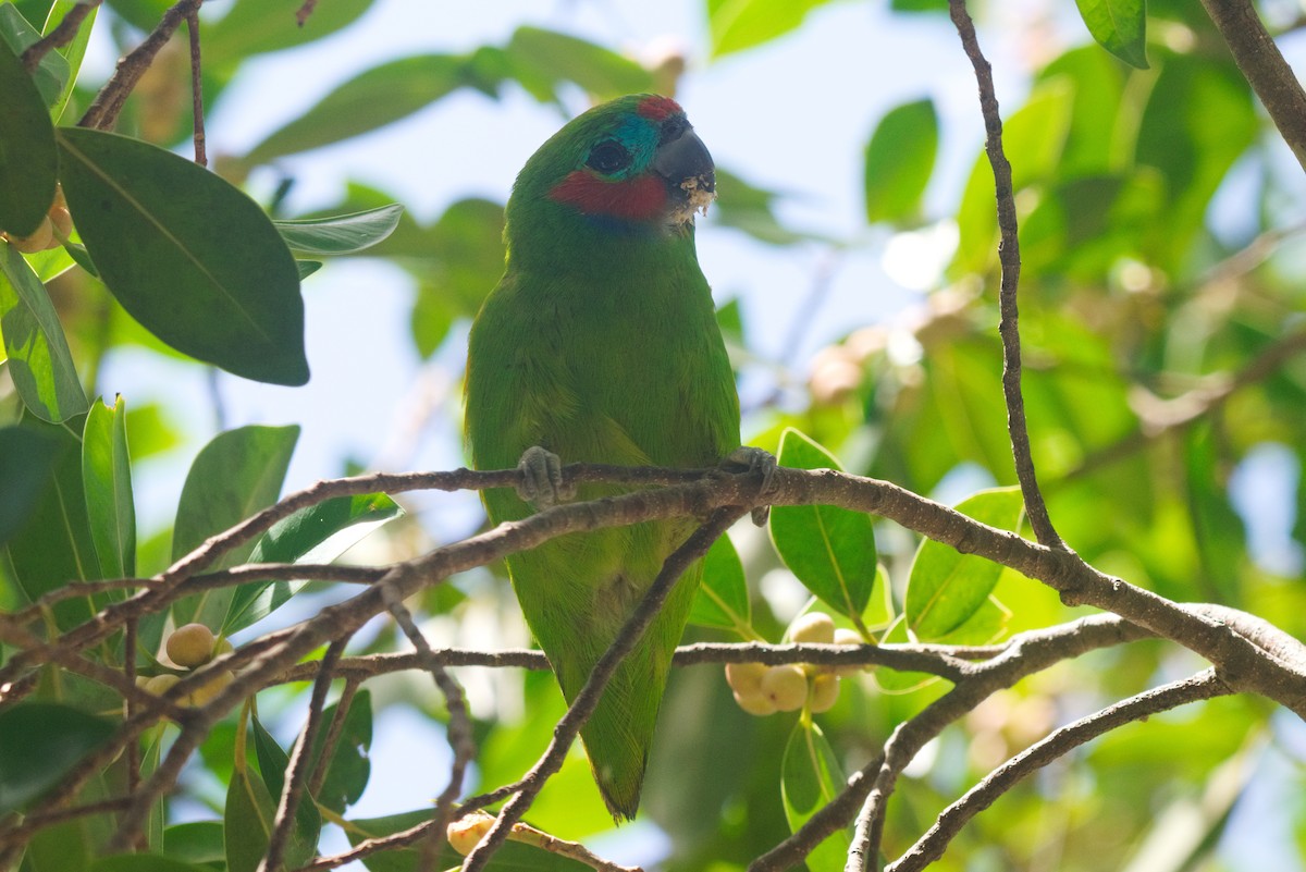 Double-eyed Fig-Parrot - ML611569552