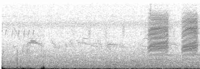 Long-tailed Shrike (schach) - ML611569643