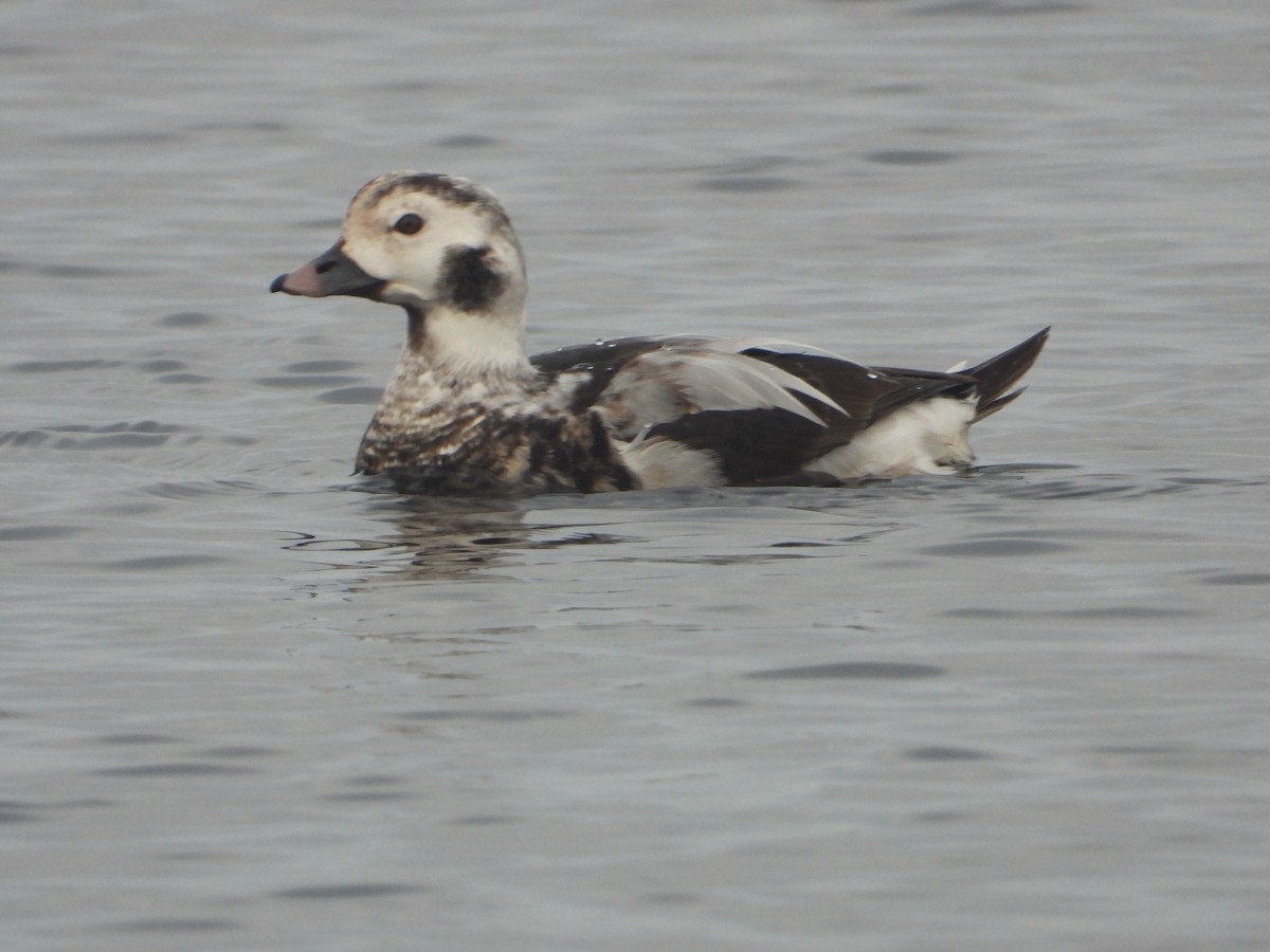 Long-tailed Duck - ML611569729